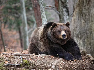Afecțiunea care l-a salvat din ghearele morții pe salvamontistul atacat de urs în Predeal - Foto: Profimedia images