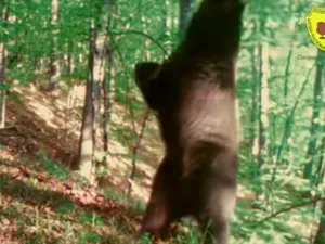 Ursul Baloo a ajuns într-un parc natural din Hunedoara. S-a ridicat în două labe și a dansat - Foto: Captura de ecran